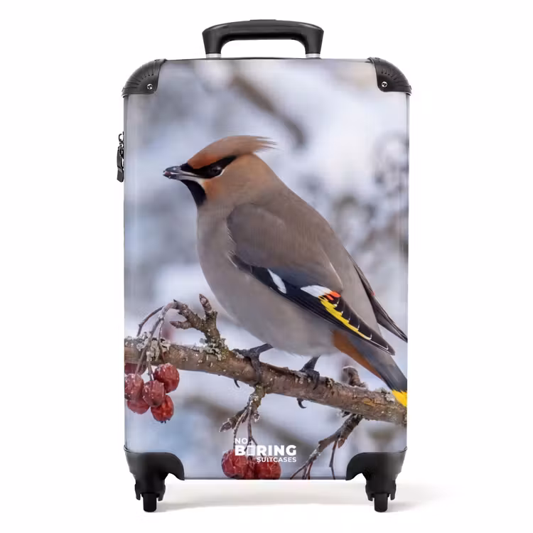 Koffer - Pestvogel – Beeren – Winter – Natur — 1