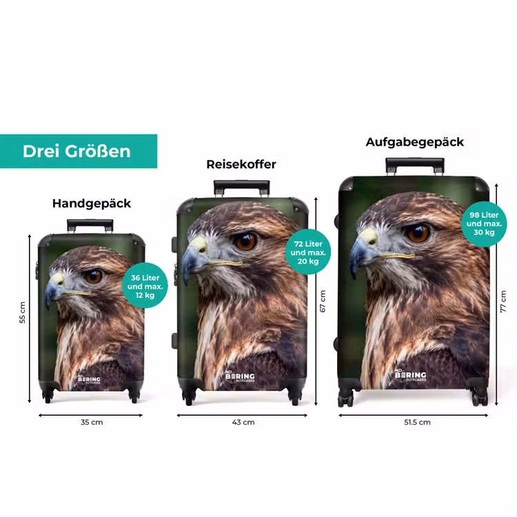 Koffer - Mäusebussard – Raubvogel – Natur – Braun — 3