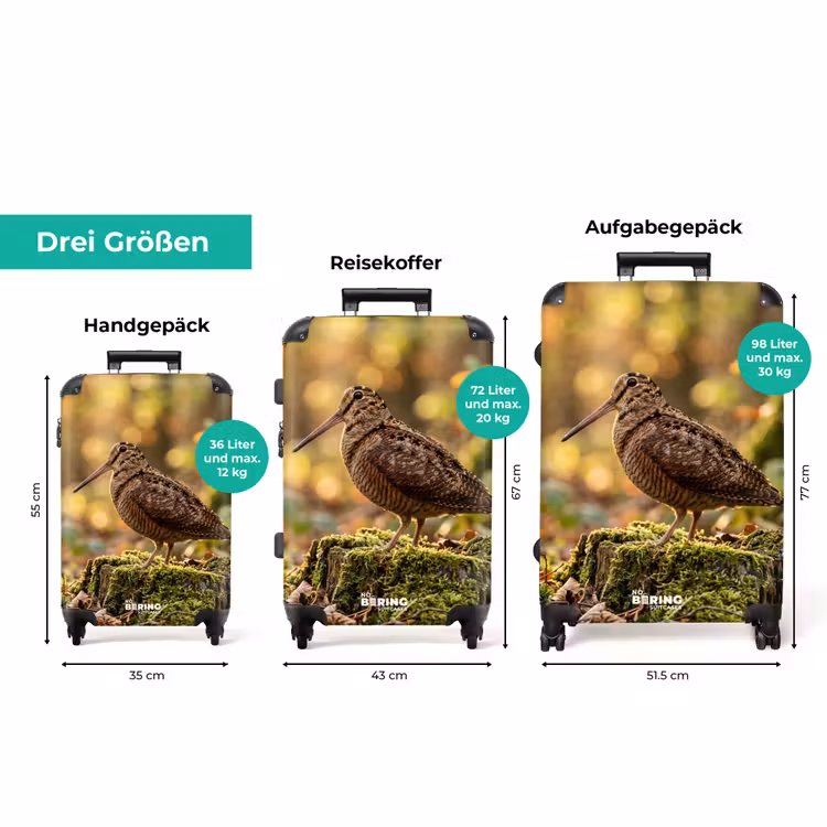 Koffer - Waldschnepfe – Wald – Blätter – Herbst – getarnt — 3
