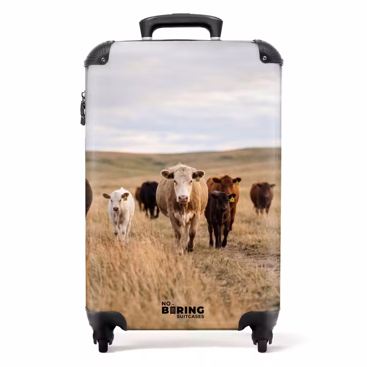 Koffer - Rinder – Herde – Landschaft – Weide – Ruhig — 1