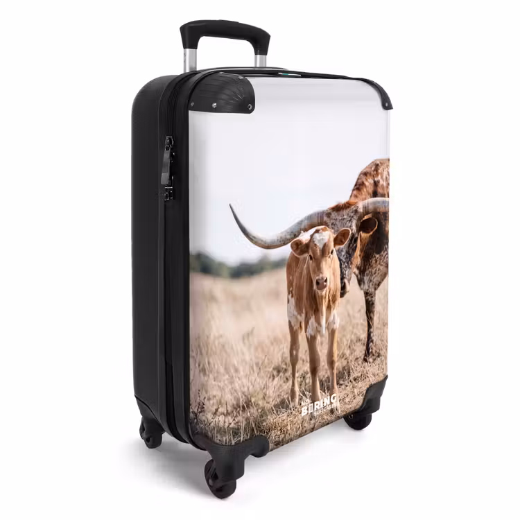 Koffer - Texas Longhorn – Kalb – Weide – Tiere — 2